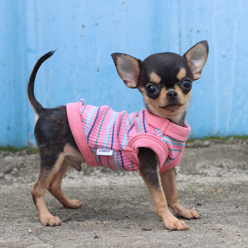 Chaleco Tipo Camisa Para Perros Lophipets, 100% Algodón Acan