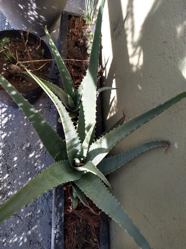 Imagen 2 de 2 de Sábila Aloe Vera
