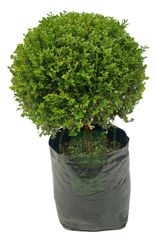 Arrayan Arbol De La Libertad + Abono