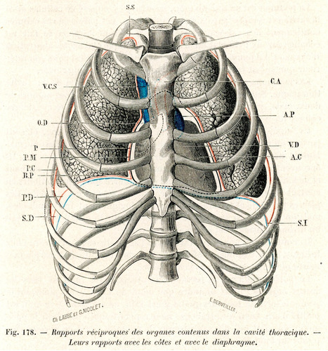 Grabado Antiguo Medicina De Órganos En La Cavidad Torácica