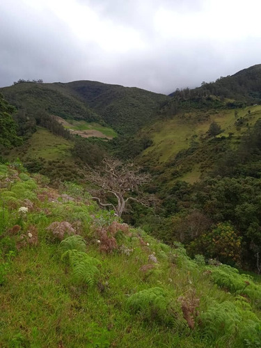 Imagen 3 de 8 de Finca En Mesa De Aura De 08 Hectáreas