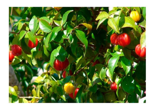 Imagem 6 de 7 de Fertilizante Forth Adubo Para Frutas - 25kg