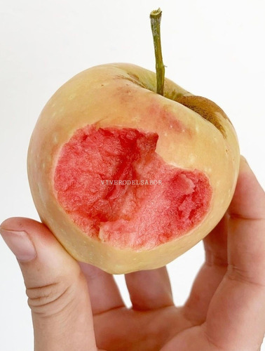 Manzana  Perla Rosa  Carnosas Interior Rosado - Arbolito 