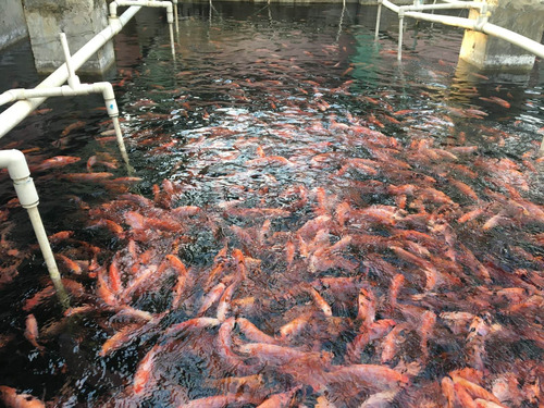 Imagen 1 de 6 de Alevines En Venta Tilapias Rojas Y Gris