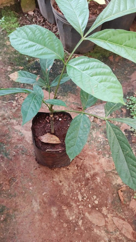 Imagem 3 de 6 de Kit 2 Mudas De Guaraná Verdadeiro 40cm + Brinde Belas Mudas
