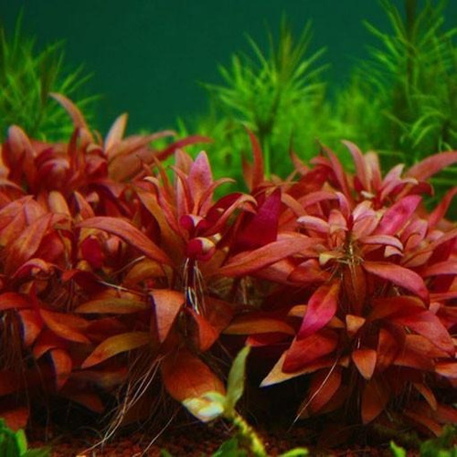 Imagen 1 de 3 de Alternathera Reineckii Mini Planta Acuática