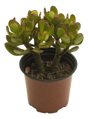 Suculenta Arbol De Jade (crassula Ovata) En Maceta