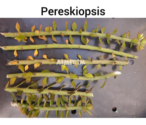 Pereskiopsis Spathulata 6 Mudas P/ Enxertar Cactus