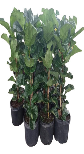 Ficus Pandurata Ficus Lyrata  Ficus Violin 100 A 130cm