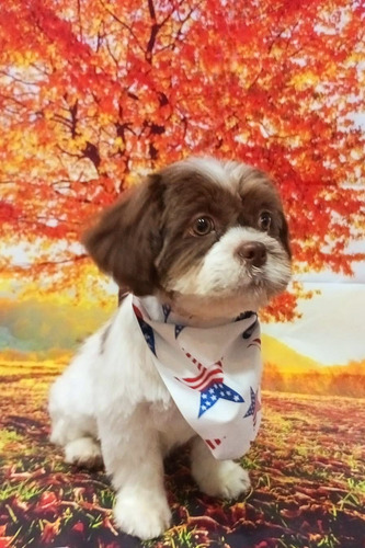 Shih Tzu Chocolate Inscrito 6 Meses Chocolate