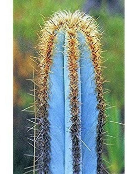 Sementes Cactos Pilosocereus Azureus Cacto Azul P/ Mudas | Parcelamento sem  juros