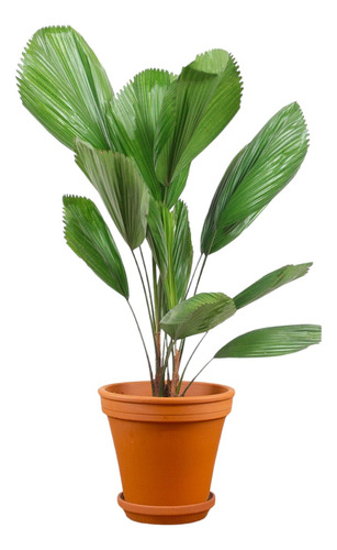 Paquete De 4 Palmeras