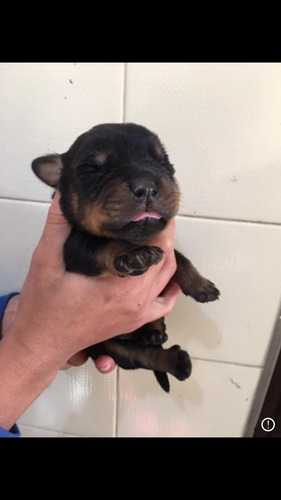 Imagem 4 de 6 de Cachorro Rottweiler
