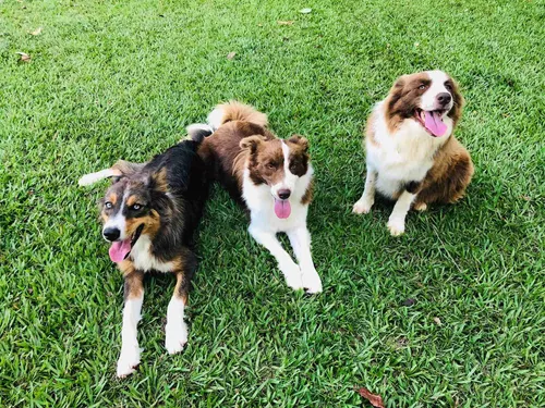 Border Collie Pedigree Cbkc Filhotes Alta Linhagem