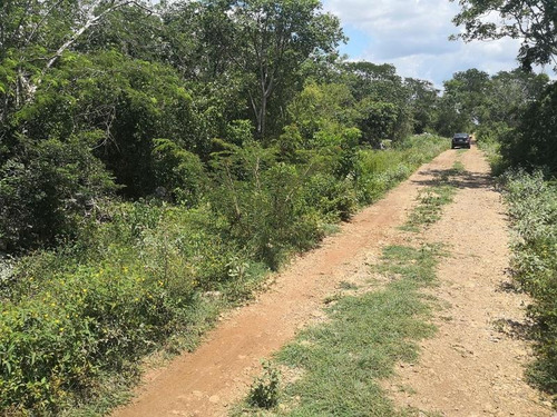 Imagen 6 de 21 de En Venta Terreno De 9 Hectáreas En Mérida Yucatán, Cerca De Periférico