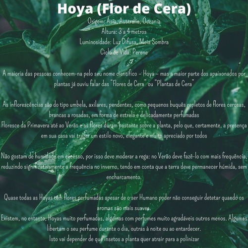 Plantas Naturais Hoya Variegata Flor De Cera Perfumada Top | MercadoLivre
