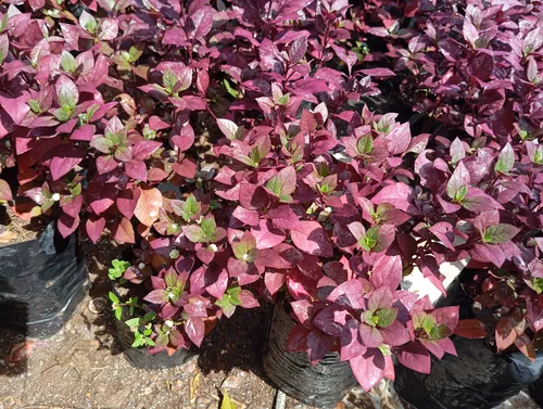 Plantas Croto Vinotinto