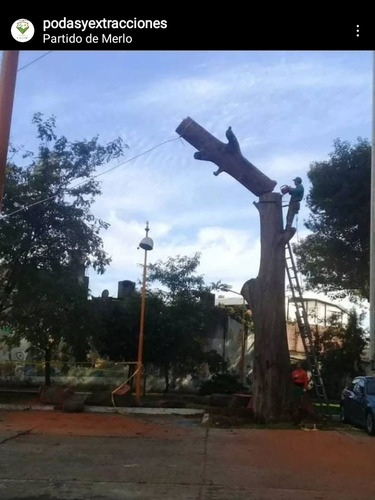 Imagen 2 de 5 de Podas Y Extracciones