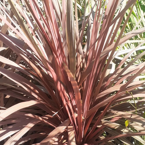 Cordyline Australis, Plantas Ornamentales E10