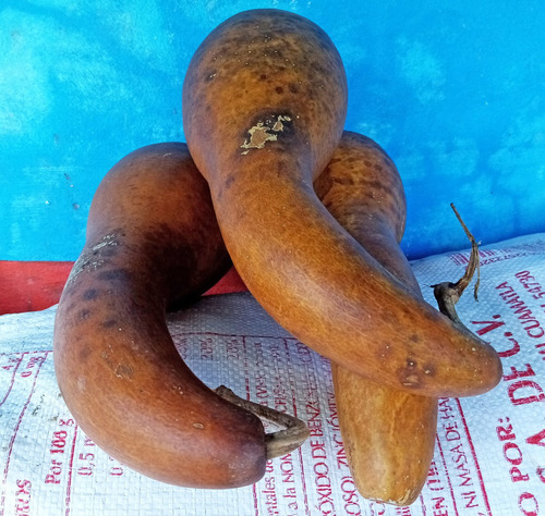 10 Semillas De Guaje Calabaza Peregrina Cuello De Gancho