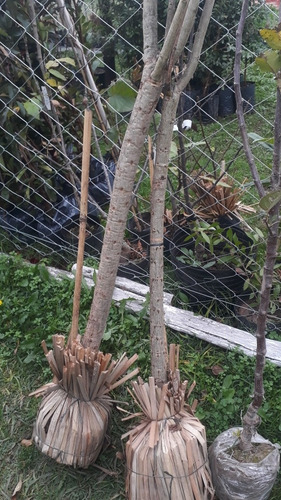 Imagen 2 de 10 de Arbol Ceibo 5 Años - 1.8 Mts. Excelente !! E.grtais Caba-gba