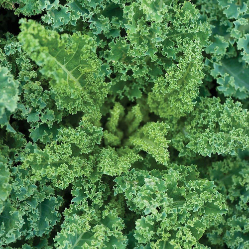 100 Sementes De Couve Crespa Anã Kale