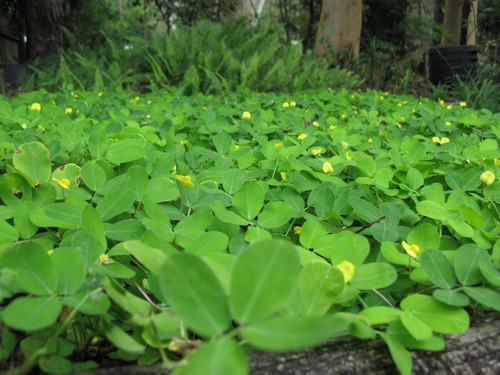 Plantas Grama Amendoim Raiz Nua 