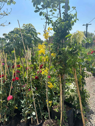 Árbol De Lluvia De Oro 2 M De Altura En Floración