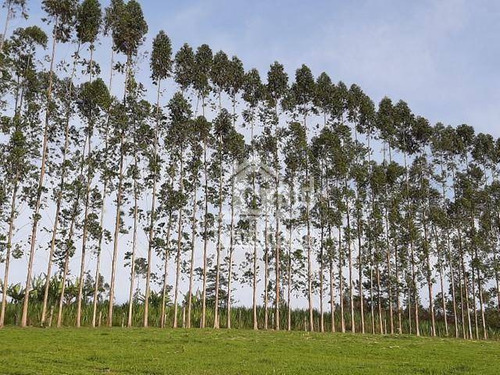 Sitio Com 6,5 Alqueires Na Região De Tatui-sp Com 3 Tanques Para Criação De Peixe, Criação De Galinha Caipira, Excelente Pasto Com 30 Cabeças De Gado - Si0069