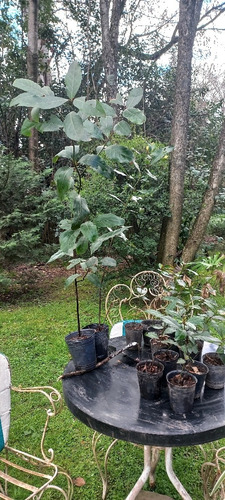 Plantas De Laurel