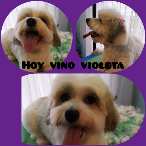 Imagen 5 de 8 de Peluquera Canina A Domicilio También Espacio Propio.caba