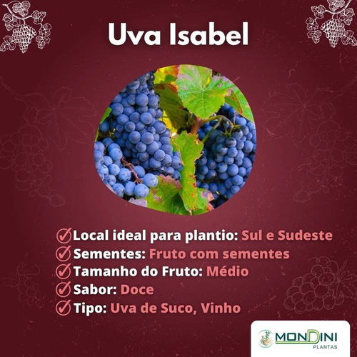 Uva Parra Grande Moscatel Rosa Blanca Francesa Isabel Negra Verde