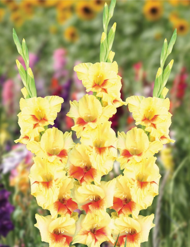 Bulbos De Gladiolos Tam 14-16 Precio X 10 Bulbos 7 Colores