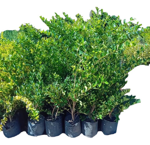 Olea Fragans/texana En 20 Litros Cerco Vivo Perfumado