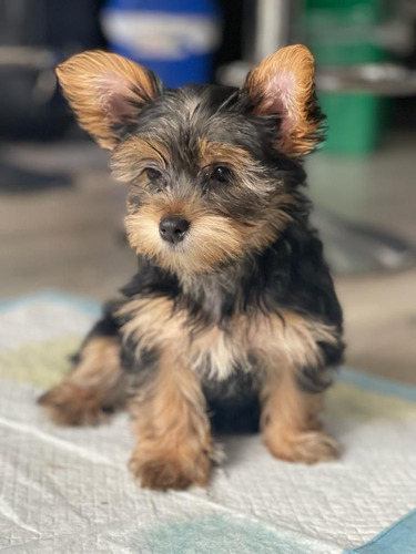 Yorkshire Terrier 