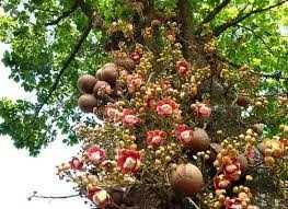 Muda Da Linda Arvore Abricó De Macaco, Amendoeira-dos-andes.