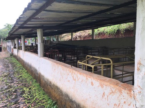 Finca Ganadera En Venta Tinaquillo S/la Pica Anny