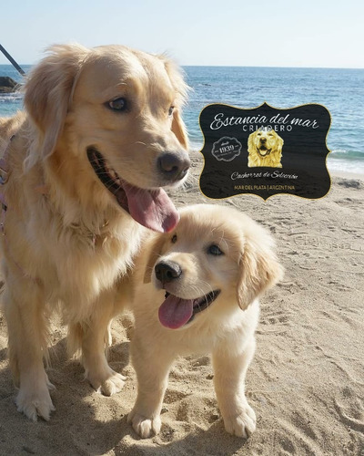 Venga A Ver Los Golden Retriever Mas Buscados De Argentina