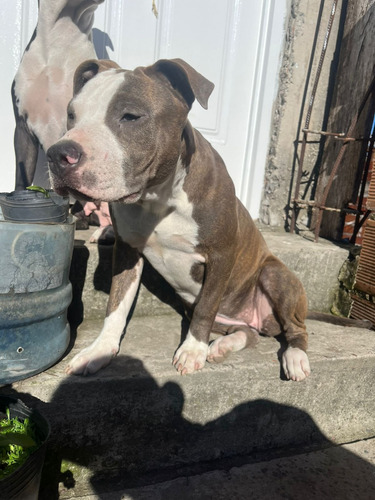 Cachorros Pitbull Blue Atigrado