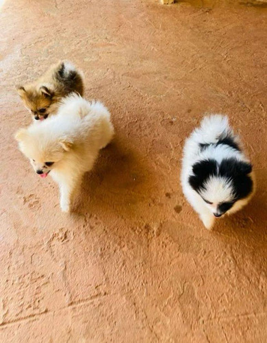 Filhotes De Spitz Alemão Anão Micro