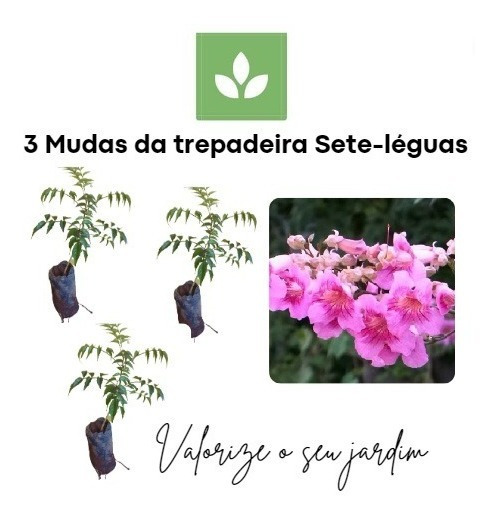 Mudas De Flores Que Florescem O Ano Todo - MercadoLivre.com.br