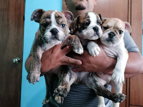 Bulldogs Cachorros