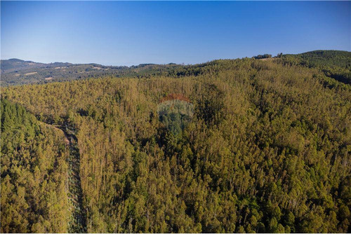 Predio Forestal En Venta 52 Ha. - Mantahue Gorbea