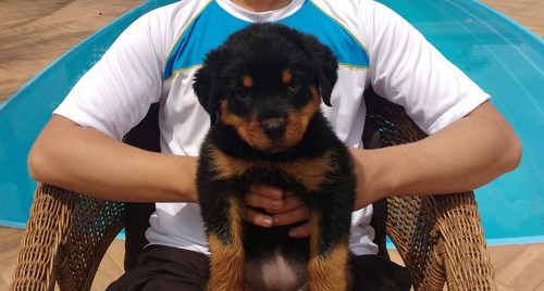 Rottweiler_ Alto Padrão _ Frete Grátis_ Ninhada 04.04.20