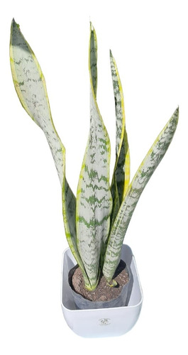 Sanseveria O Espada De San Jorge Con Maceta Premium 