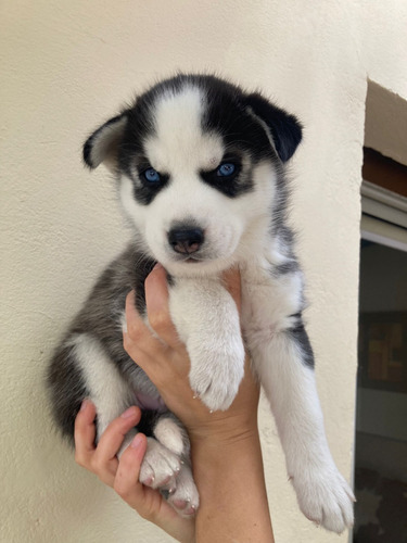 Hermoso Cachorro De Siberiano