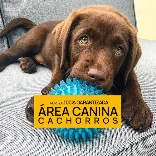 Venga A Ver Los Labrador Mas Buscados De Argentina