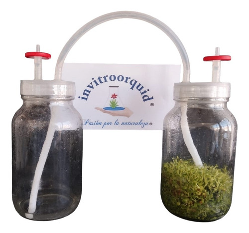 Medios Ms M519 50l In Vitro Phytotech Labs- Invitroorquid®.
