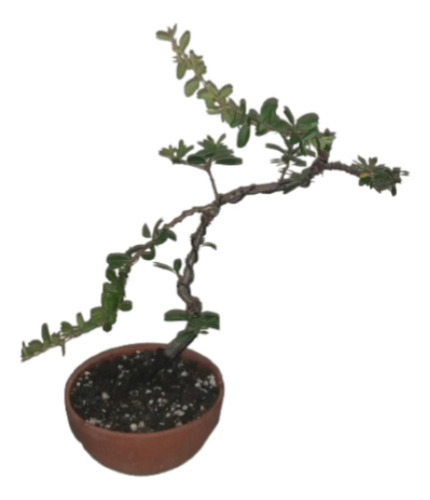 Bonsai De Piracanta Espina De Fuego Da Flores Y Frutos