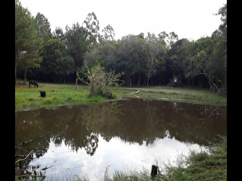 Chácara 5.000 M² - Morungava - Gravataí - Rs - 1916 - 32875112
